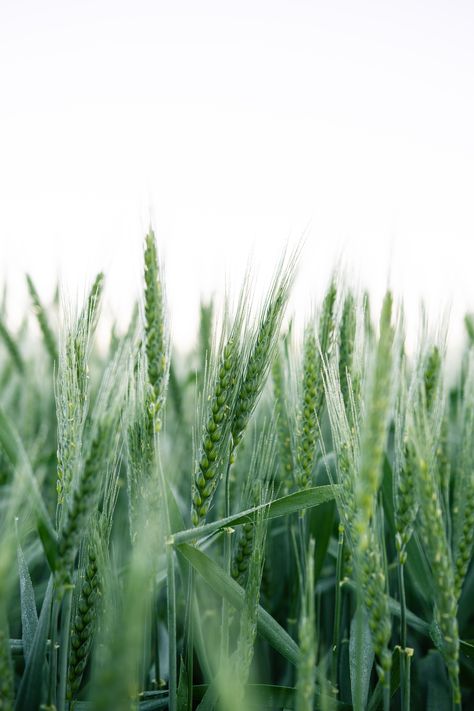 Young wheat. Wheat Field Photos, Green Wheat Field, Wheat Flower, Green Wheat, Field Wallpaper, Fiddler On The Roof, Plant Images, Wheat Field, Fire Bird