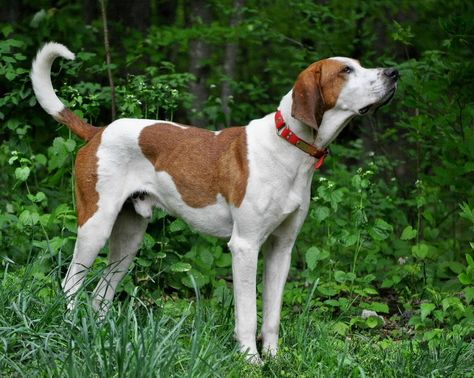 Tonka Man, owned by Salt Lick Kennels - Majestic Tree Hound Majestic Tree Hound, Coon Hunting, Majestic Tree, Salt Lick, Dog Words, Dog Rocks, Dog Boarding, Hound Dog, Hunting Dogs