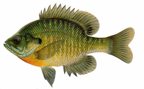 bluegill drawing | Wisconsin Fish (Drawings) Farm Ponds, Lake Fish, Photos Of Fish, Channel Catfish, Aquaponics Fish, Salt Water Fishing, Fly Fishing Tips, Bass Fishing Tips, Shallow Water