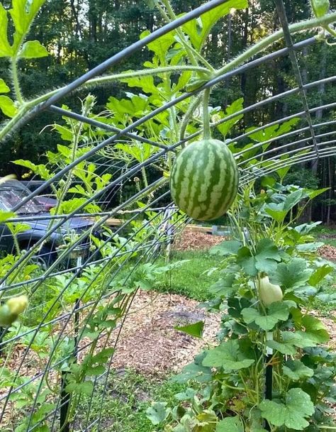 Growing Melons Vertically, Vining Vegetables, Squash Trellis, Growing Melons, Grow Vertically, Vertical Trellis, How To Grow Watermelon, Grape Trellis, Fenced Vegetable Garden