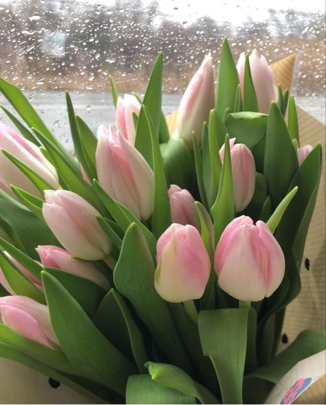 Bouquet Spring Flowers, Pink And White Tulips, Tulips Aesthetic, Wonderland Garden, Tulips Pink, Bouquet Of Tulips, Rain Lily, Cute Home Screens, Flowers Tulips