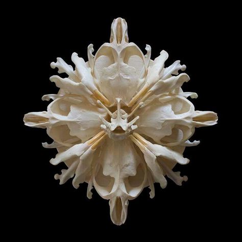 Bone Mandala, Bone Centerpiece, Bones Artwork, Bone Sculpture, Photography Inspiration Nature, Esoteric Art, Generative Design, Line Texture, Book Tattoo