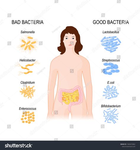 Good and Bad Bacteria. woman with intestines and Gut flora. Close-up of Enteric bacteria. Intestinal flora with probiotic. Vector illustration for medical and educational use #Ad , #AFFILIATE, #Gut#intestines#Close#flora Bacteria Types, Shapes Of Bacteria, Bacteria Culture, Bacteria Art Microbiology, Bacteria Cartoon, Flora Intestinal, Gut Flora, Good And Bad, Art Logo