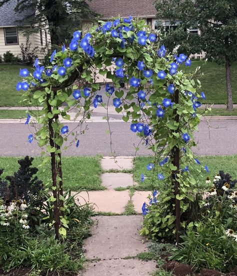 Unique Landscaping, Morning Glory Flowers, Enchanting Garden, Living Walls, Garden Decor Ideas, Vertical Gardens, Home Landscaping, Garden Yard Ideas, Gorgeous Gardens