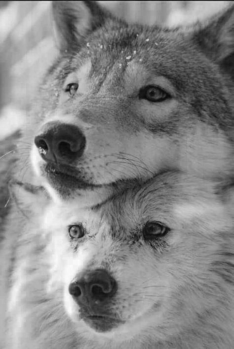 Wolf Couple, Wolf Mates, Wolf Clothing, Wolf Decor, Wolf Totem, Wolf Photography, Spirit Animal Art, Wolf Photos, Wolf Spirit Animal