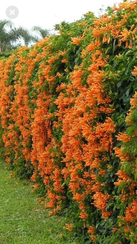 Golden Cascade Creeper, Climbers Plants, Flowering Creepers, Creeper Plants, Outdoor Flowering Plants, Lilly Garden, Creepers Plants, Fall Landscaping, Climber Plants