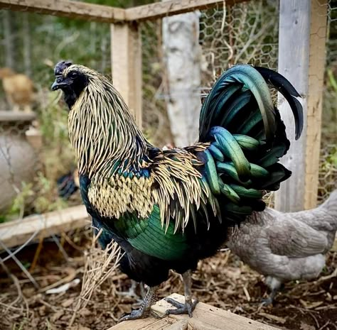 Phoenix Chicken, Pretty Chickens, Fluffy Chickens, Rare Chicken Breeds, Fancy Chickens, Chicken Life, Backyard Chicken Farming, Beautiful Chickens, Amazing Animal Pictures