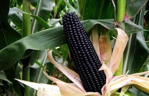 Black Maize seed Flint Corn, Black Corn, Glass Gem Corn, Goth Garden, Corn Seed, Indian Corn, Corn Cob, Blue Corn, Heirloom Vegetables