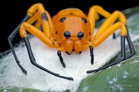 Eight Spotted Crab Spider by melvynyeo on DeviantArt Eight Spotted Crab Spider, Pretty Spiders, Terrifying Creatures, Crab Spider, Jumping Spiders, Orange Spider, Cool Insects, Itsy Bitsy Spider, Cool Bugs