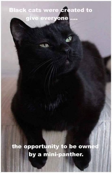 A Black Cat, Cat Facts, Cat Quotes, Here Kitty Kitty, Cat Sitting, Kitty Kitty, Black Dog, Cat Stuff, About Cats