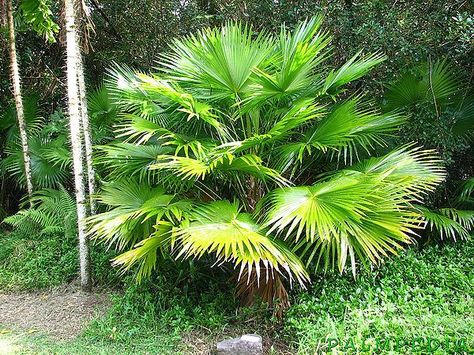 Anahaw Palm - Leaves used for Banig and Paypay making - http://www.manilaoldtimer.net/Trees%20of%20Alabang%20Hills/anahaw.html Anahaw Leaves, Fan Palm, Historical Moments, The Trunk, Tropical Climate, Tree Leaves, Green Colour, Small Plants, All Plants