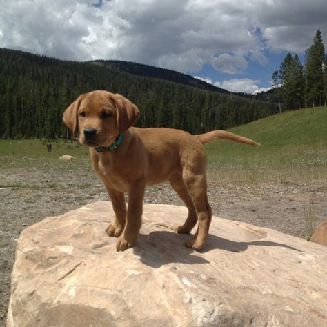 Fox Red Lab in the Montana mountains Red Fox Lab, Fox Red Labrador Puppy, Red Lab Puppies, Fox Red Lab, Fox Red Labrador, Red Labrador, Labrador Puppies, Red Lab, Montana Mountains