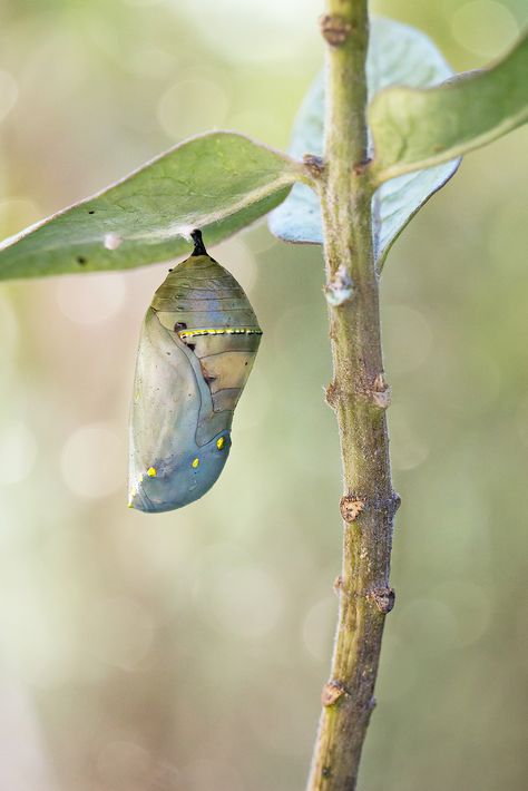 ˚Monarch Butterfly Chrysalis Monarch Butterfly Caccoon, Monarch Butterfly Cocoon, Moth Coming Out Of Cocoon, Monarch Butterfly Chrysalis, Butterfly Crisalys, Monarch Butterfly Caterpillar, Butterfly Cocoon Drawing, Butterfly Coming Out Of Cocoon, Cacoon Art