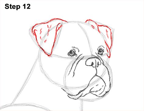 Boxer Dog Drawing, Puppy Drawing Easy, White Boxer Dogs, Dog Drawing Simple, Boxer Dogs Art, Drawing Instructions, Dog Portraits Art, Dog Steps, Dog Line