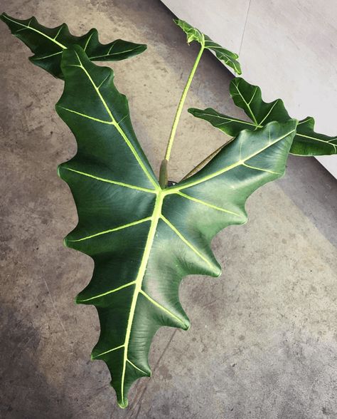 Alocasia Plant Varieties, Alocasia Sarian, Flowers Exotic, Anthurium Plant, Leaf Structure, Plant Structure, Alocasia Plant, Inside Plants, Big Plants