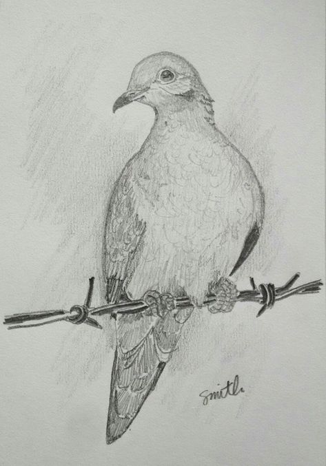 Dove Pencil Drawing, Morning Dove Drawing, Dove Drawing Simple, Morning Dove Tattoo, Drawing Of A Dove, Dove Sketch, Bird Sketching, Dove Sketches, Mural Flowers