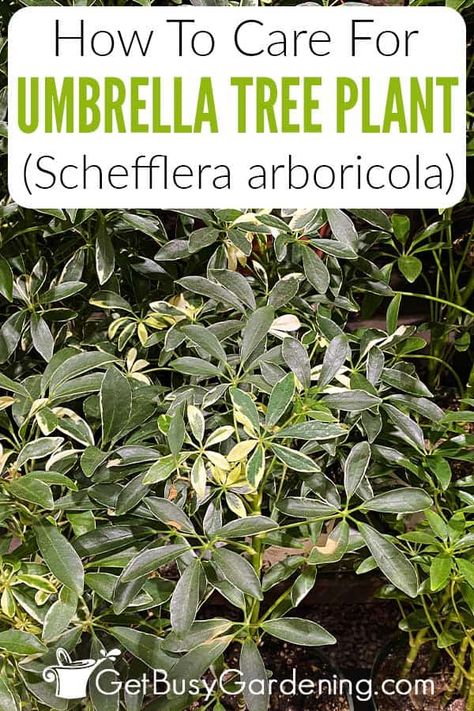 Umbrella Tree Houseplant, Umbrella Plant Care, Umbrella Plant, Umbrella Tree, Tree Pruning, Leafy Plants, Air Purifying Plants, Tree Trimming, Houseplants Indoor