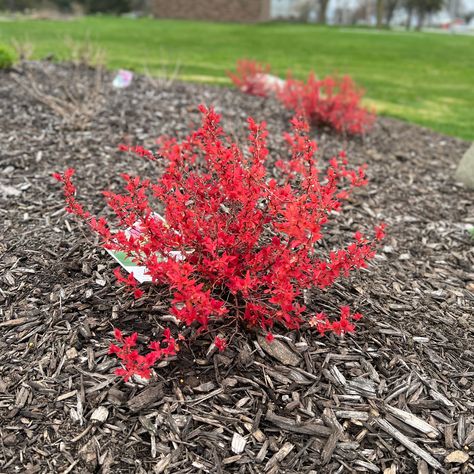 I was really shocked with the color of this Candy Corn Spiraea. What an amazing color for the landscape this time of year! Here in Michigan we are just starting to wake up from winter and this little beauty has color that jumps right out at you! Standing 2-3ft tall and wide, you can tuck Candy Corn Spiraea into almost every garden! Double Play Candy Corn Spirea, Candy Corn Spirea Landscaping, Candy Corn Spirea, Spirea Plant, Deer Resistant Shrubs, White Azalea, Pink Azaleas, Foundation Planting, Water Wise