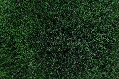 Grass From Above, Green Grass Background, Grass Background, Lawn Design, View From Above, Graphic Designer Portfolio, Beautiful Park, Background Texture, Green Grass