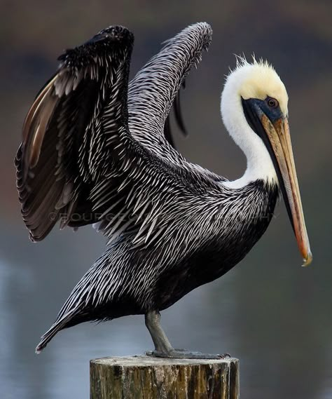 Pelican Drawing, Pelican Tattoo, Pelican Photos, Florida Birds, Pelican Art, Pelican Bird, Brown Pelican, Puffins Bird, Bird Reference