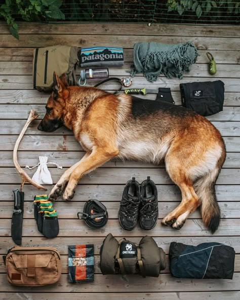 Dog Hiking Aesthetic, Tactical Dog Gear, Dog Hiking Gear, Negative Reinforcement, Kitten Training, Therapy Dog Training, Dog Equipment, Adventure Dog, Trail Dog