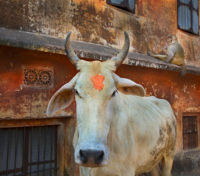 The History and Origins of Hinduism Sacred Cow, Breeds Of Cows, Sweet Cow, The Mahabharata, Bull Cow, Hindu Dharma, Mother Goddess, Holy Cow, A Cow