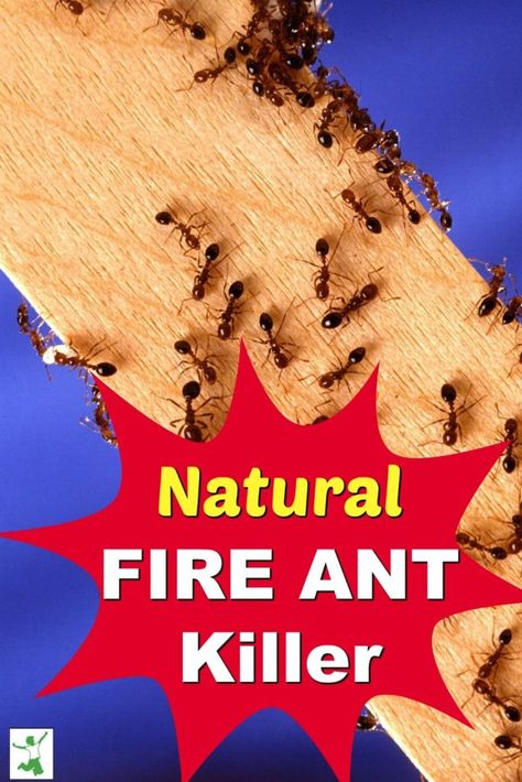 Fire Ant Killer That Works Fast (No Chemicals) - Healthy Home Economist Fire Ant Killer Homemade, Ant Remedies, Kill Fire Ants, Homemade Ant Killer, Fire Ant, Ant Problem, Sweet Smelling Flowers, Kill Ants, Ant Killer