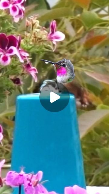 Robbie and Gary Gardening Easy on Instagram: "Hummingbirds love this bird bath made from a cat pet drinking fountain and a Cup, easy to make and no Sun needed, not solar unless you want to change it. #bird #hummingbird #hummingbirds #hummer #birds #wildlife #wildlifephotography #wildbirds #wildbird #wildanimals #cute #blue #cup #upcycling #fountain #diy #fun #feelgood #crafts #catfountain #water #robbieandgarygardeningeasy #hummingbirdphotography #recycle #babybird #hummingbirdlover #marthastewart #solar #toocute #gardendesign" Hummingbird Fountain Bath, Hummingbird Bath, Hummingbird Bird Bath, Hummingbird Fountain, Pet Drinking Fountain, Fountain Diy, Hummingbird Perch, Bird Fountain, Hummingbirds Photography