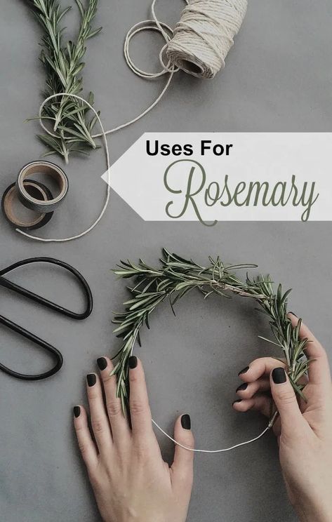 Rosemary Wreath Diy, Uses For Rosemary, Rosemary Wreath, Growing Rosemary, Rosemary Tea, Lavender Lotion, Kitchen Herbs, Mini Wreaths, Diy Simple