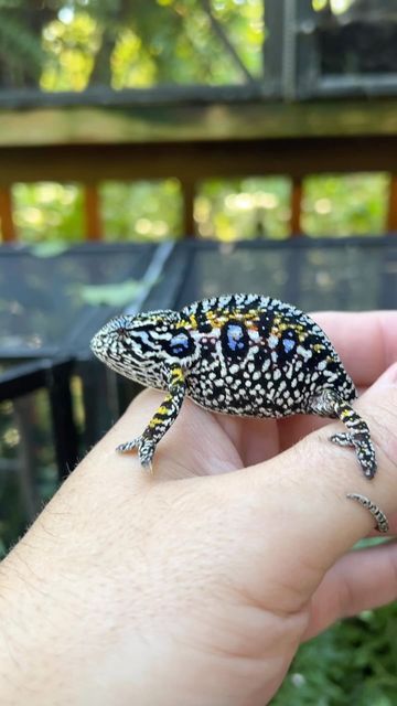 Carpet Chameleon, Chameleons, Leopard Gecko, Lizards, Gecko, Amphibians, Reptiles, First Time, My Favorite