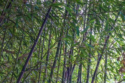 Phyllostachys nigra (Black Bamboo) Black Bamboo Plant, Braided Bamboo Plant, Phyllostachys Nigra, Chinese Bamboo Forest, Clumping Bamboo, Growing Bamboo, Golden Bamboo, Bamboo Species, Bamboo Forest Japan