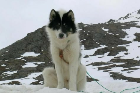 Dog Therian, Greenland Dog, Dogs Aesthetic, Mutt Dog, Sled Dogs, Dog Aesthetic, Dog Motif, Purebred Dogs, Pretty Dogs