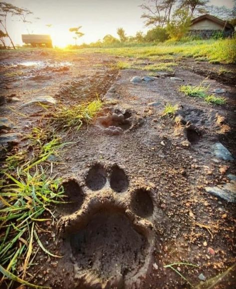 Lion Footprint, Malayan Tiger, African Lion, Foot Print, Lion, Forest, Collage, Pins, Quick Saves