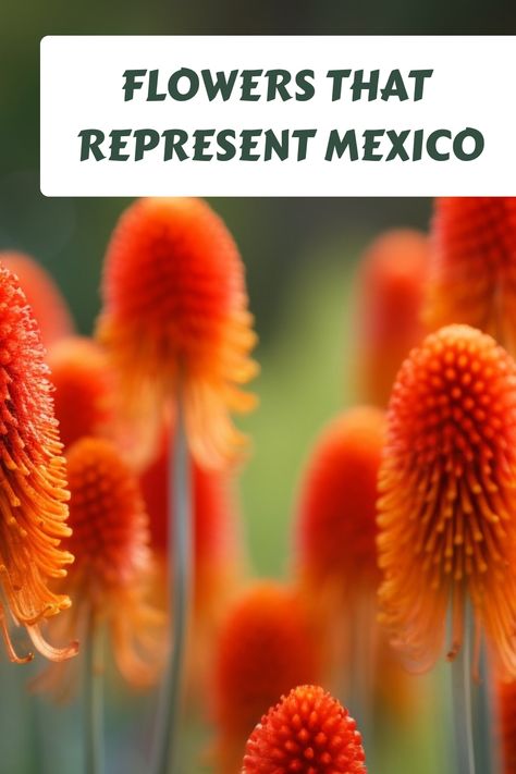 Mexico is a country rich in culture, history, and natural beauty. From the lush jungles to the arid deserts, its landscape is home to a vast array of flora Flowers Of Mexico, 10 Flowers, Merida Mexico, Types Of Flowers, Planting, Acrylic Paint, Wild Flowers, Lush, Natural Beauty