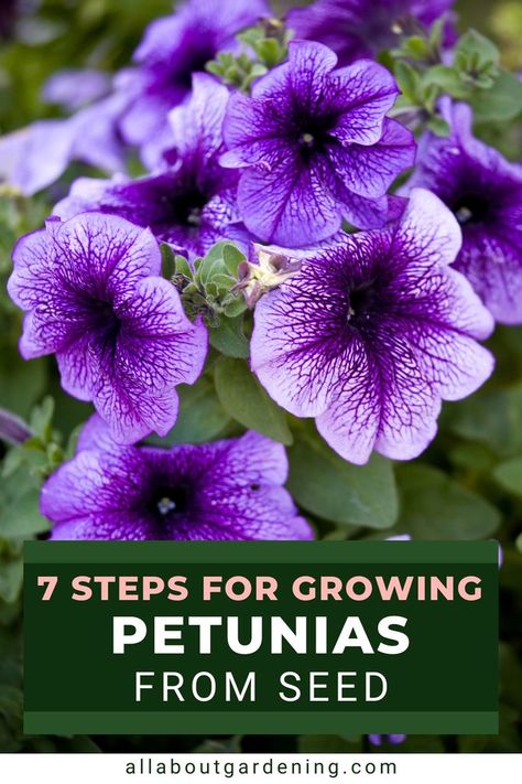 Are you trying to grow petunias from seed this season but aren't sure where to start? In this article we will go over everything you'll need to know to get started! Petunias From Seed, Petunia Care, Flower Planting Guide, Starting Plants From Seeds, Propagate Plants, Petunia Plant, Petunia Flower, Companion Gardening, Flower Seedlings