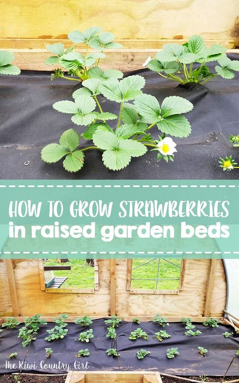 I've already given you my top tips for planting strawberries, now let me show you how we are growing strawberries in raised beds this year! Follow this easy guide and you will enjoy fresh strawberries picked fresh from your garden all summer long! Just think of all the strawberry recipes you will need! #gardening #greenfingers #growing #summer #zone10 #berries #strawberries #garden #planting #raisedbeds Strawberries In Raised Beds, Raised Strawberry Beds, Strawberries Garden, Planting Strawberries, How To Grow Strawberries, Grow Strawberries, Strawberry Beds, Berry Patch, Winter Vegetables Gardening