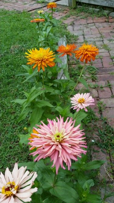 Cactus Zinnia, Manifesting Board, Summer Garden, Dark Pink, The Darkest, Cactus, My Favorite, Plants, Pink