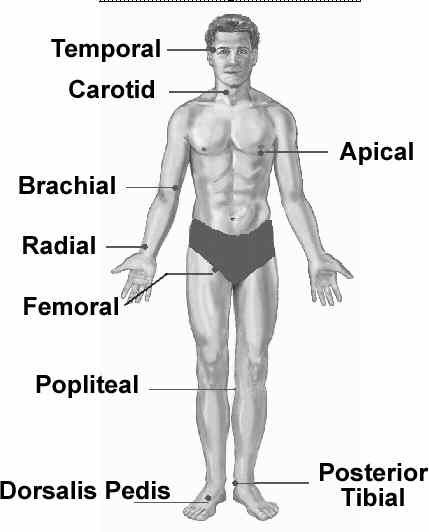 Central + peripheral pulses. Nursing Physical Assessment, Nursing Study Tips, Medical Assistant Student, Lpn Schools, Nursing Assessment, Nursing School Motivation, Health Assessment, Nurse Study Notes, Nursing Mnemonics