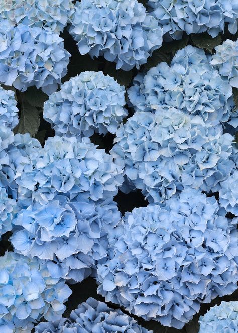 Bountiful bush of blue hydrangeas fresh after tropical summer storms. Blue Hydrangea Flowers, Blue Plants, Blue Hydrangeas, Light Blue Flowers, Flower Therapy, Tropical Summer, Hydrangea Flower, Summer Blue, Blue Hydrangea