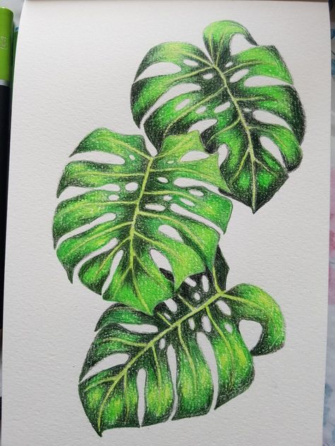 Monstera drawing coloured pencil The Secret Little House Art Ideas Coloured Pencil, Cool Coloured Pencil Drawings, Colour Pencil Drawing Of Flowers, Plant Drawing Colored Pencil, Plant Drawing Realistic, Colour Pencil Drawing Easy Flower, Easy Nature Drawings Colour, Colored Pencil Art Easy Ideas Flower, Pencil Art Colour