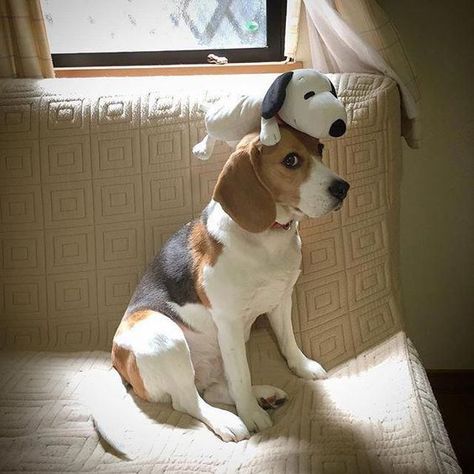 18 Pieces of Evidence Show Beagles The Worst Family Dogs Ever Beagle Facts, Baby Beagle, Pocket Beagle, Cute Beagles, Really Cute Dogs, Hunting Dog, Beagle Puppy, Beagle Dog, Popular Dog