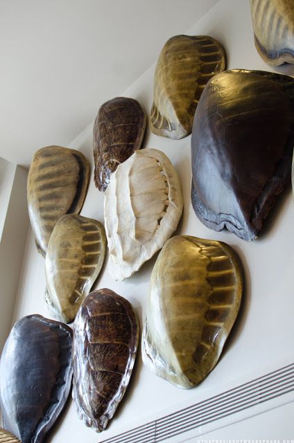 Tortoise Shells.  Visit Renaissance's two stores in Vermont or at www.vermontjewel.com, e-bay or Ruby Lane. Driven By Decor, Shell Decorations, Shell Collection, Cabinet Of Curiosities, Shell Decor, Turtle Shell, Taxidermy, Diy Wall Decor, Tortoise Shell