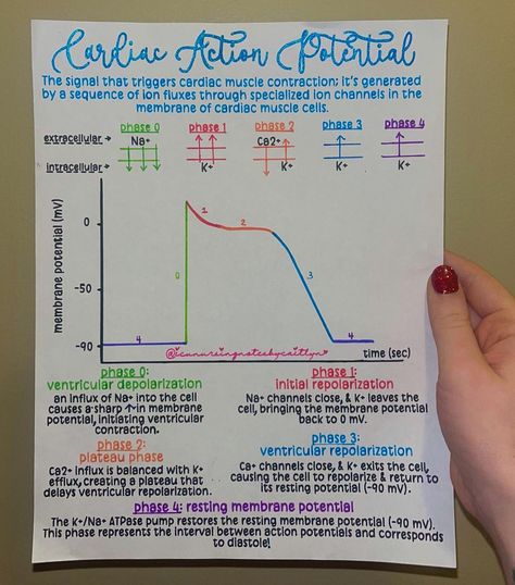 Caitlyn Nichols | BSN, RN, CCRN-CMC | Can’t talk about how antiarrhythmics work without talking about the physiology of cardiac action potentials! 🫀🤓⚡️ Lol I feel like this is o… | Instagram Paramedic Study, Cardiac Muscle Cell, Action Potential, Nurse Things, Cardiac Nursing, Med Tech, Muscle Contraction, The Cell, Paramedic