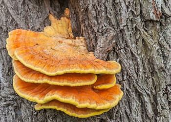 Foraging Calendar: What to Forage in November - The Lost Herbs Foraging Calendar, Mushroom Foraging, Mushroom Species, Chicken Of The Woods, Victorian House Plans, Maitake Mushroom, Finger Lime, Edible Wild Plants, Chaga Mushroom