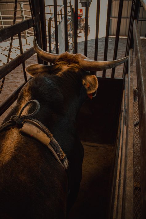 ig: ashleywaer Bull Riders Aesthetic, Bullrider Aesthetic, Bull Rider Aesthetic, Cattle Aesthetic, Bull Riding Aesthetic, Blonde Cowboy, Concrete Cowboy, Rodeo Aesthetic, Mexican Rodeo