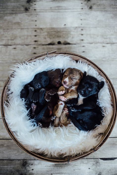 Newborn Puppy Photoshoot Ideas Diy, Black Puppy Photoshoot Ideas, Puppy Newborn Photoshoot, Puppy Photo Shoot Ideas, Newborn Puppy Pictures, Newborn Puppy Photoshoot Ideas, Frenchie Photography, Puppies Photoshoot, Puppy Picture Ideas