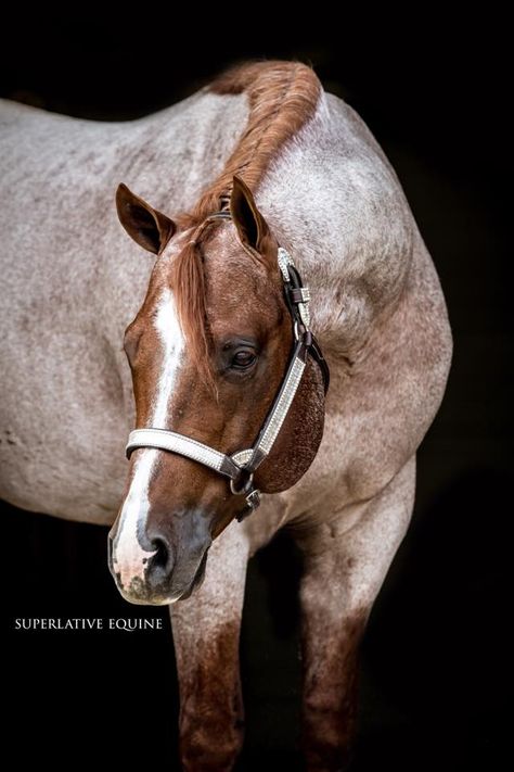 VS CODE RED Vs Code Red, Black Background Portrait, Equine Photography Poses, Aqha Horses, Horse Photography Poses, Horse Coat Colors, Barrel Horse, Western Pleasure, American Quarter Horse