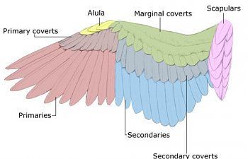 Feather Anatomy, Wing Anatomy, Owl Wings, Wings Drawing, Wings Art, Bird Wings, Great Horned Owl, Anatomy Reference, Bird Drawings