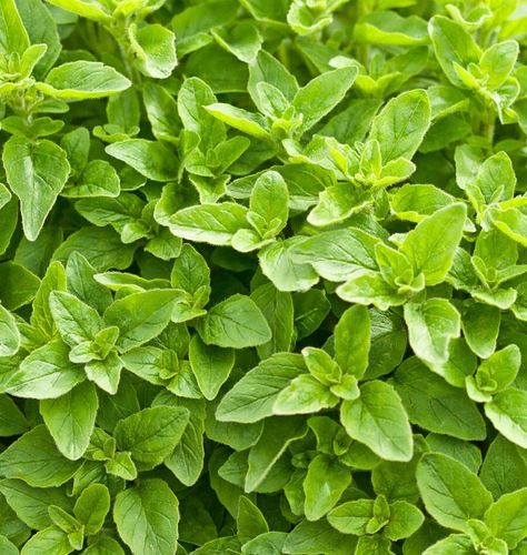 Simply the best of the many varieties of oregano for cooking. This herb dries well, and retains its strong flavour and aroma if stored correctly. It also flourishes in containers. Follow the handy How to Grow Oregano from seeds Guide below and grow some great flavour.LatinOriganum vulgare subsp. hirtum ‘Greek’Family: LamiaceaeDifficultyEasySeason & ZoneSeason: Warm seasonExposure: Full sunZone: Hardy to Zone 5TimingStart indoors in plug trays from February to April. Starting indoors i Grow Oregano, Greek Oregano, Patio Herb Garden, Sweet Marjoram, The Tiny Seed, Seed Starting Mix, Oregano Leaves, Dry Well, Dry Leaf