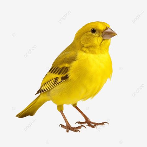 canary bird full body pet bird full body yellow png Yellow Parrot, Yellow Png, Collage Pics, Yellow Canary, Canary Birds, Transparent Image, Photo Background Images, Yellow Bird, Pet Bird